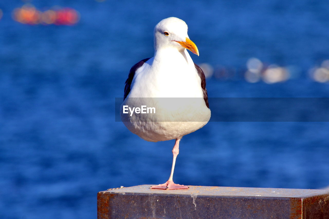 Close-up of seagull perching on wooden post