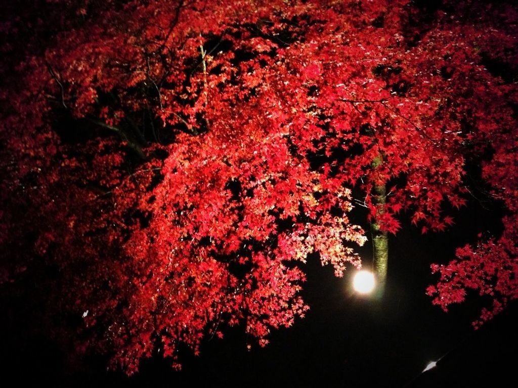 LOW ANGLE VIEW OF PINK FLOWERS ON TREE