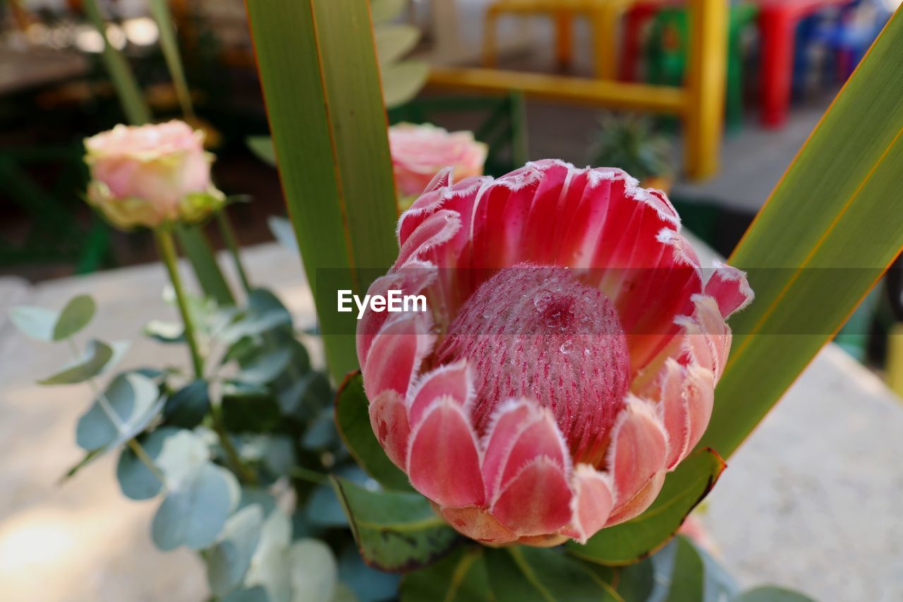 CLOSE-UP OF PINK ROSE FLOWERS