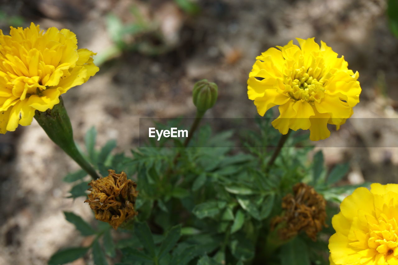 CLOSE-UP OF YELLOW FLOWERS BLOOMING