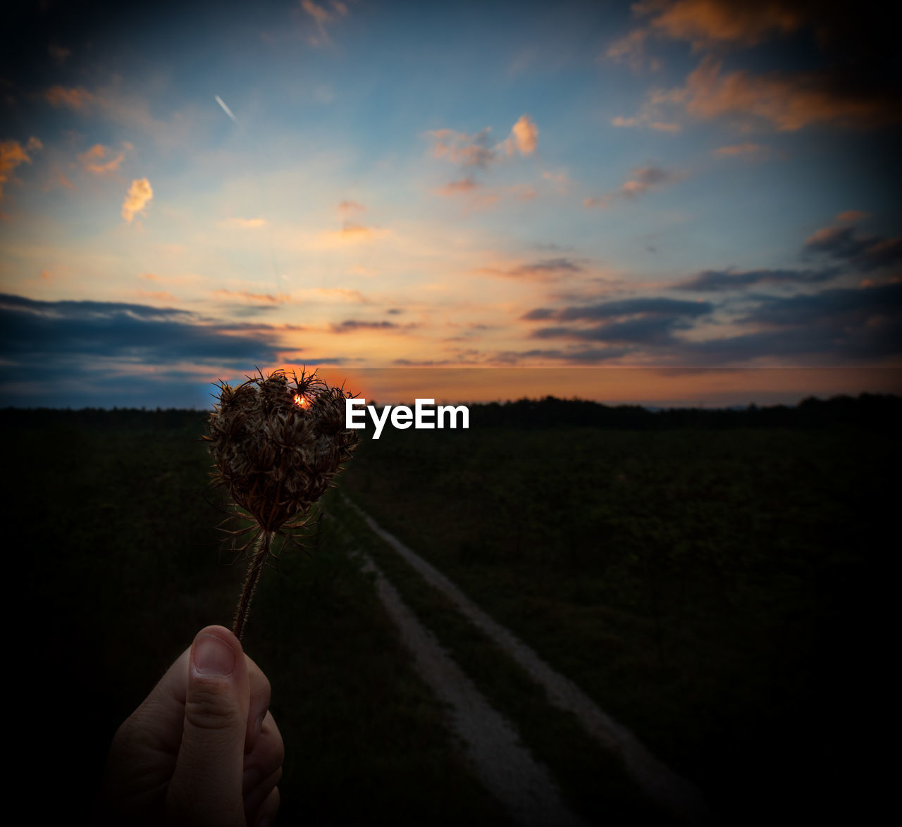 Cropped hand holding plant against sky during sunset