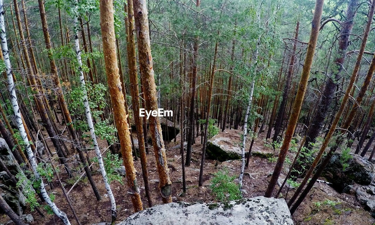 High angle view of trees growing in forest