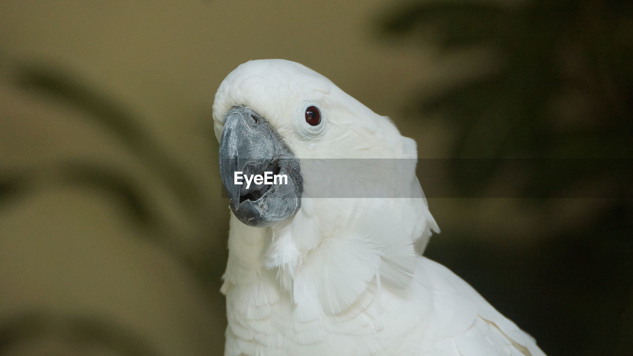 CLOSE-UP PORTRAIT OF A PARROT