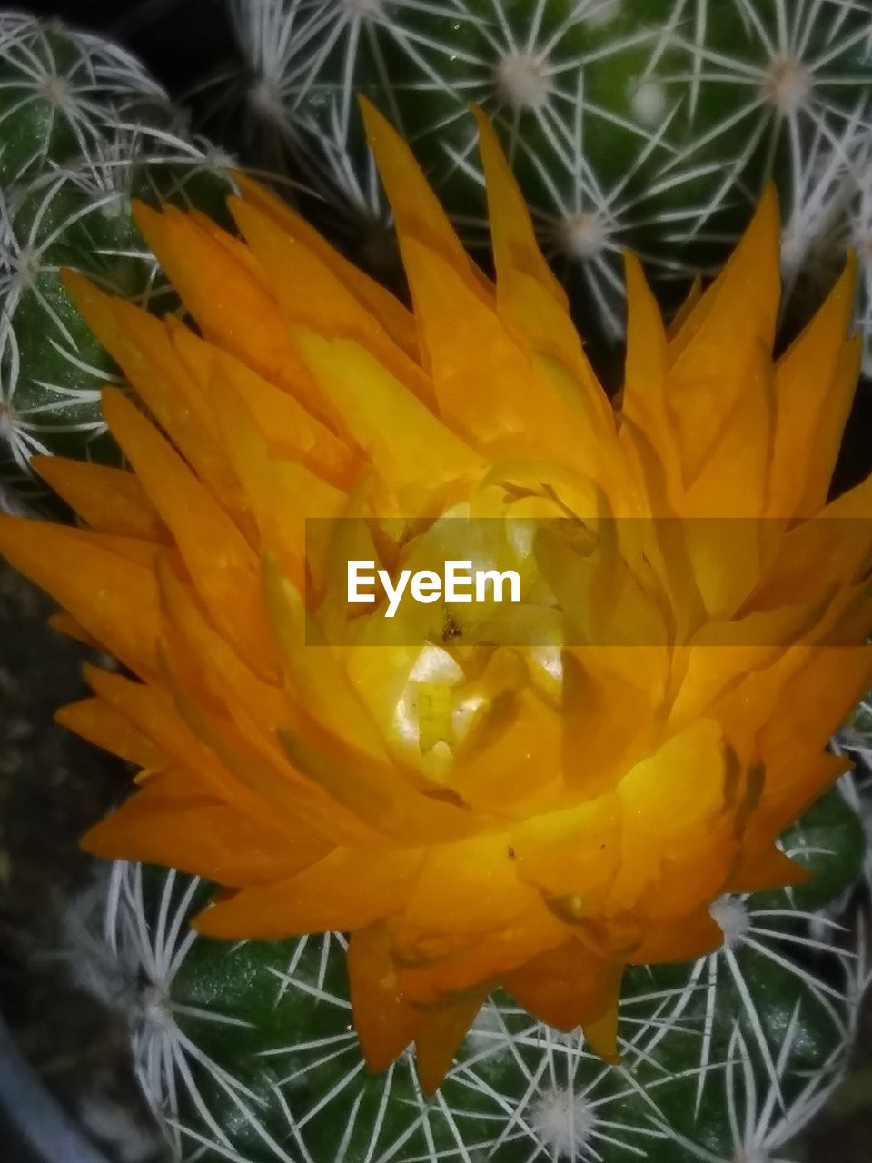 HIGH ANGLE VIEW OF YELLOW FLOWERING PLANTS