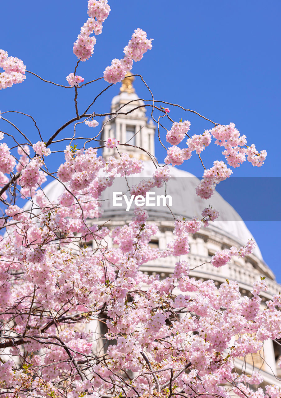 Cherry blossom at st pauls cathedral