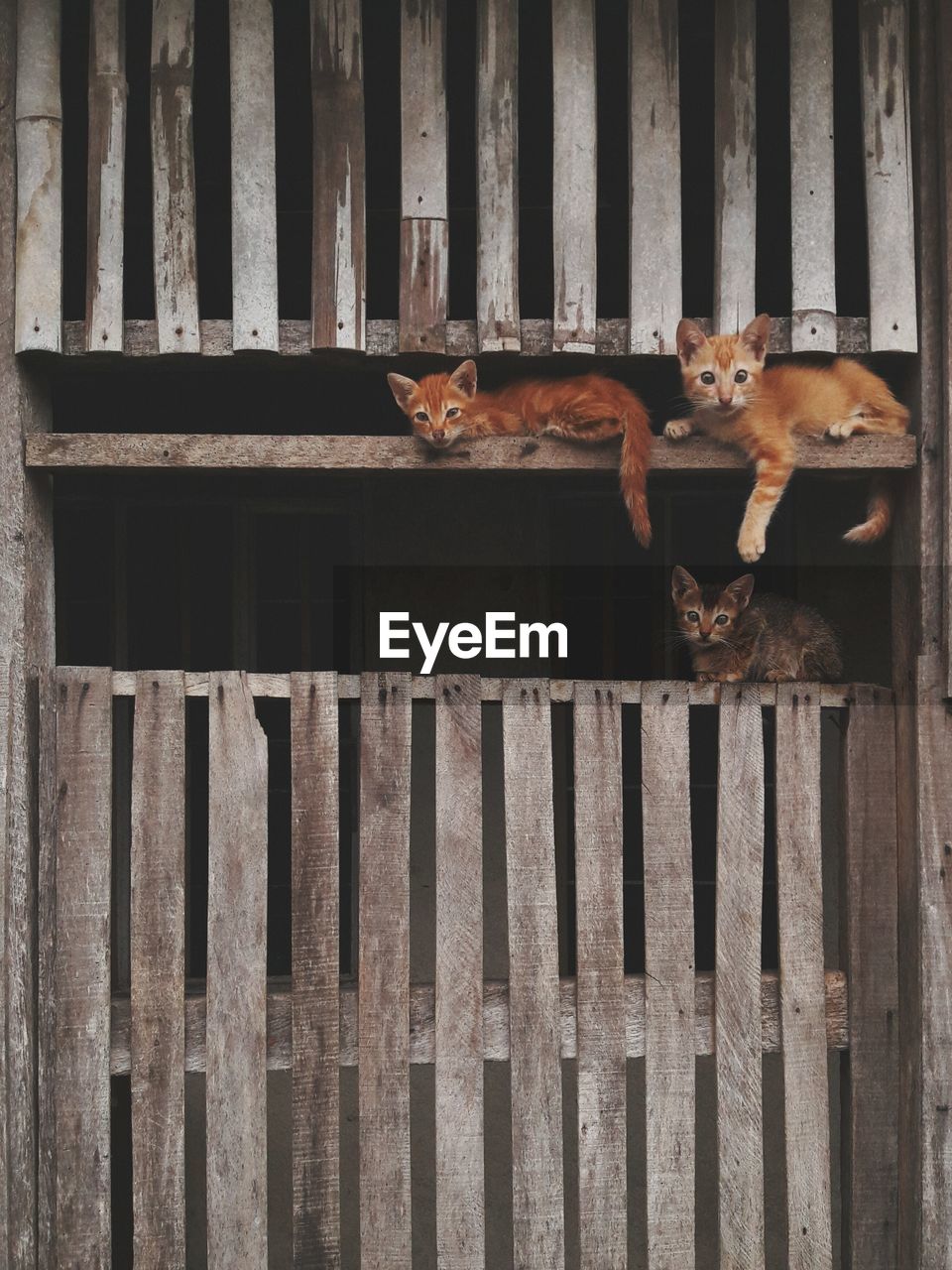 Cute kittens on wooden structure