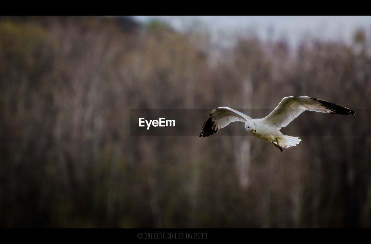 CLOSE-UP OF BIRD FLYING IN SKY