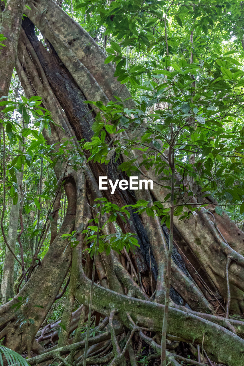 CLOSE-UP OF TREE TRUNKS