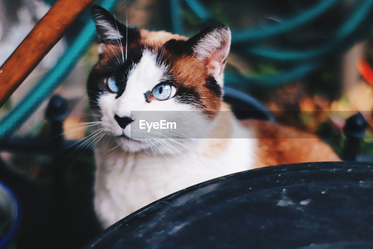 Close-up portrait of cat