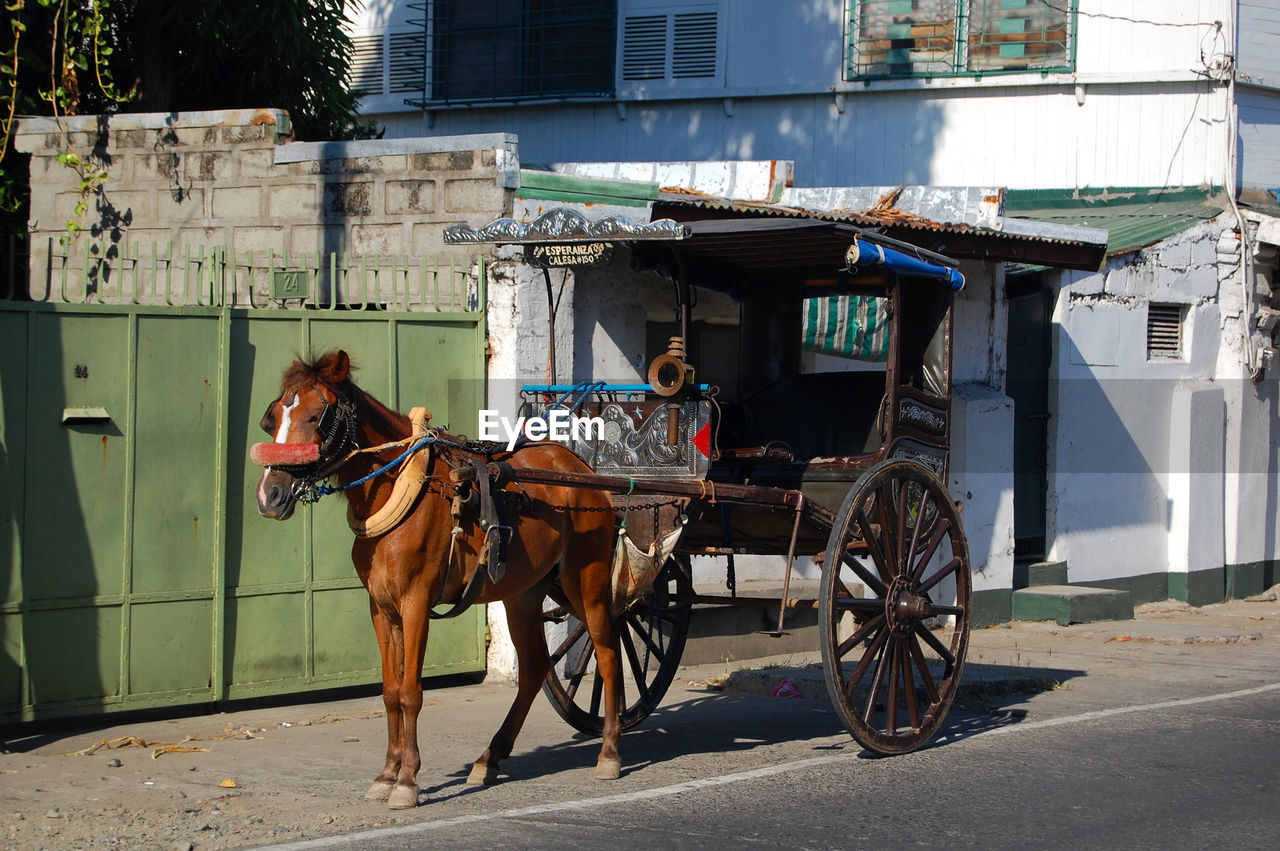 HORSE CART IN PEN