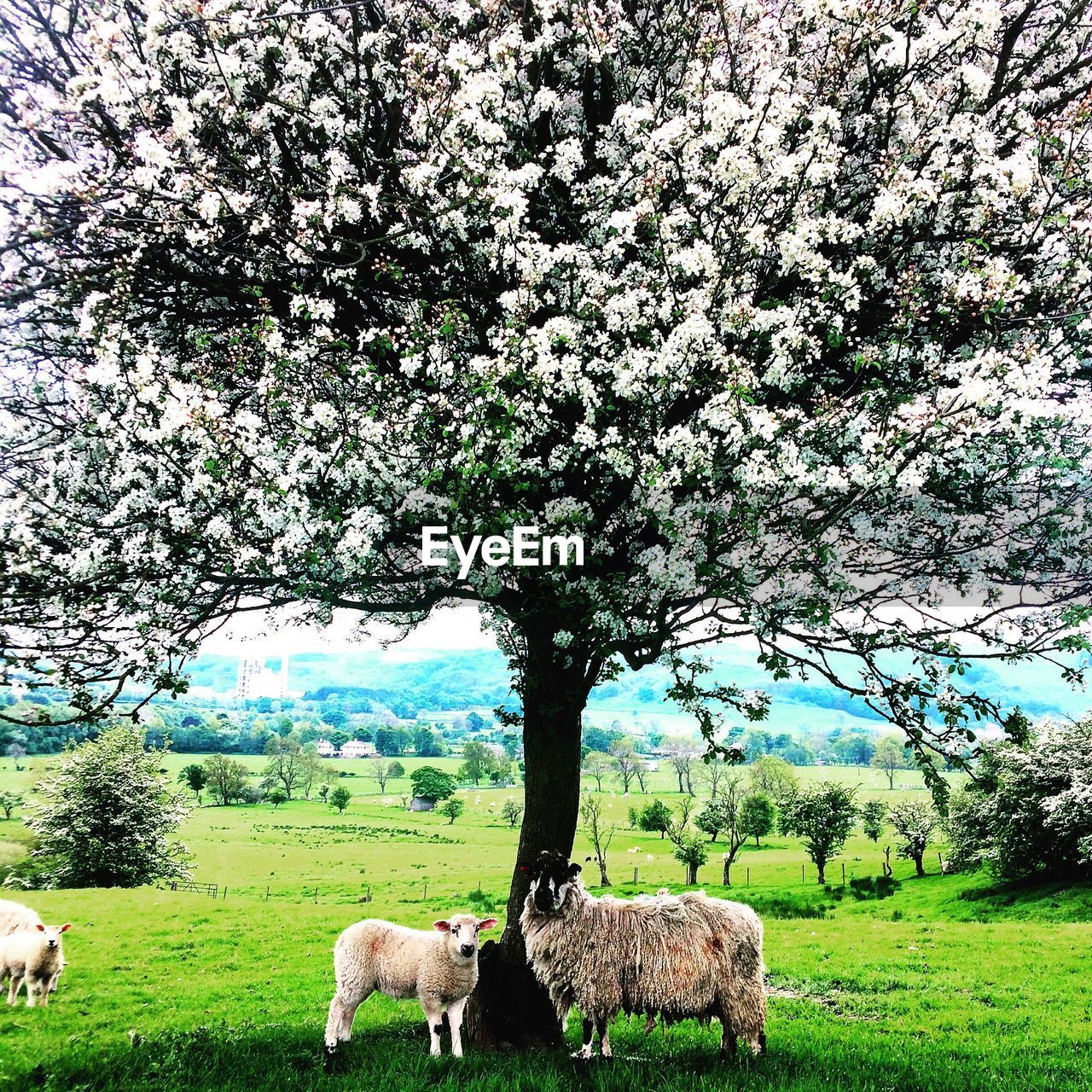 Sheep grazing on grassy field