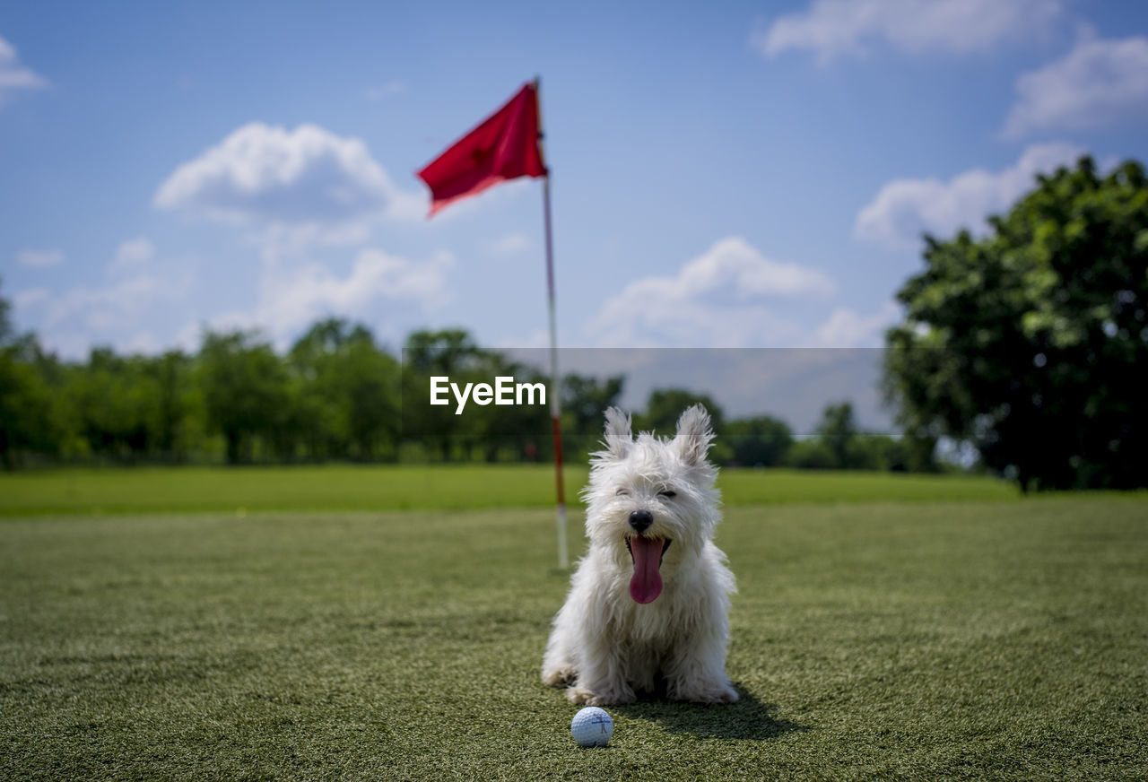 West highland white terrier sitting with golf ball on field