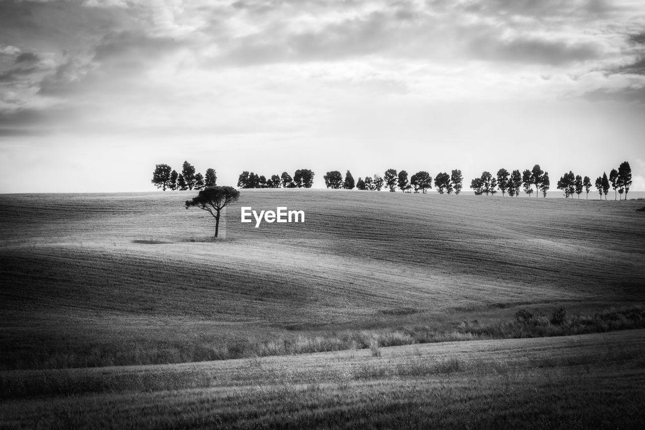 Lonely tree pine in tuscan hill. tuscany, italy