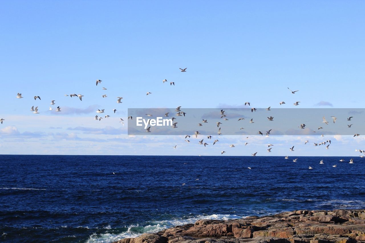 Flock of birds flying over sea