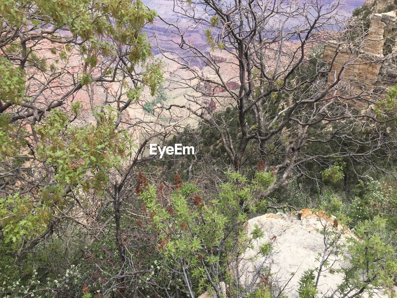 PLANTS GROWING ON LAND