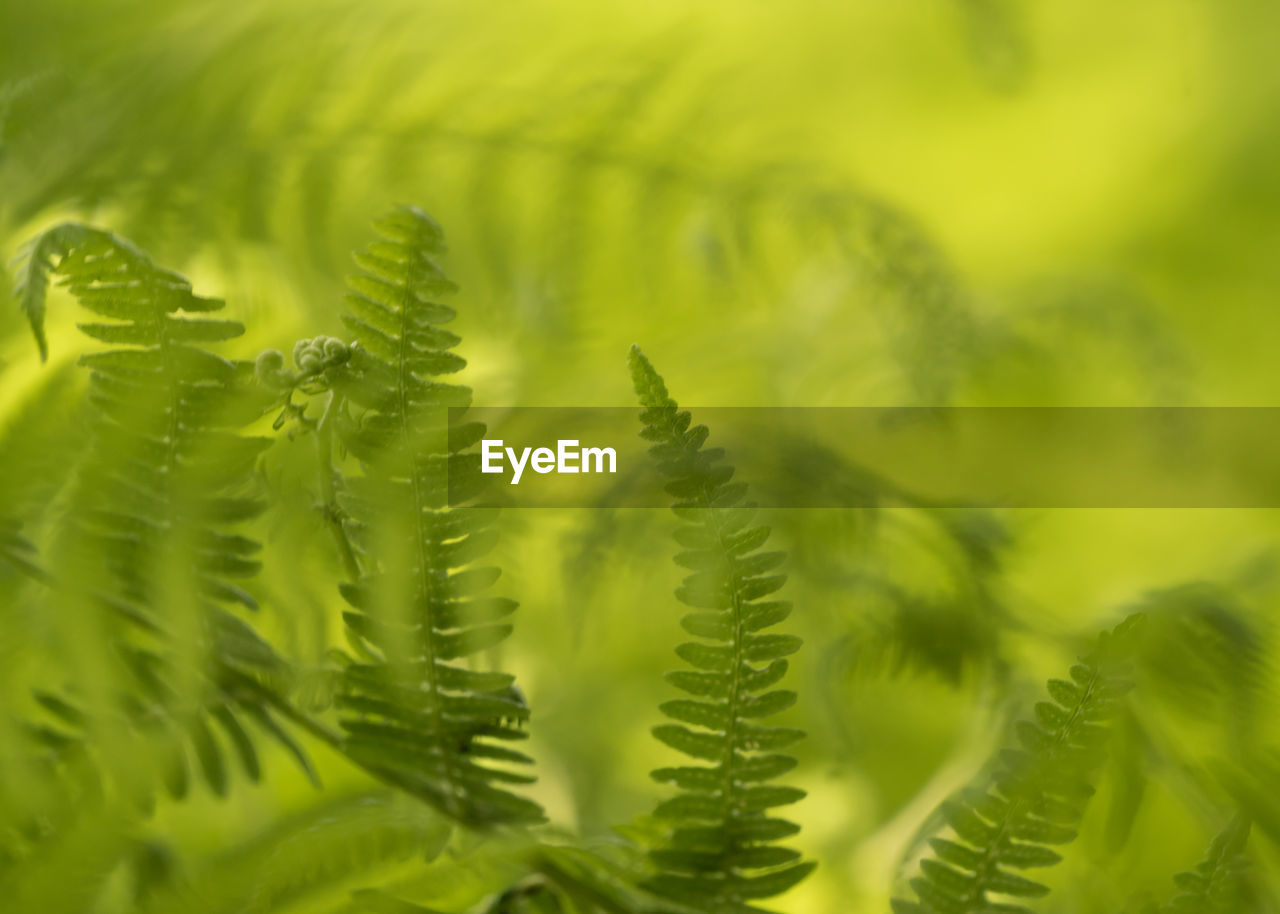 CLOSE-UP OF FRESH GREEN LEAVES