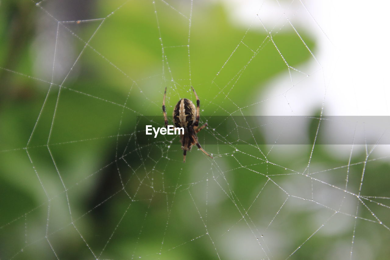 A spider on it's wet web due to rain last night. with blurry green leaves as background.