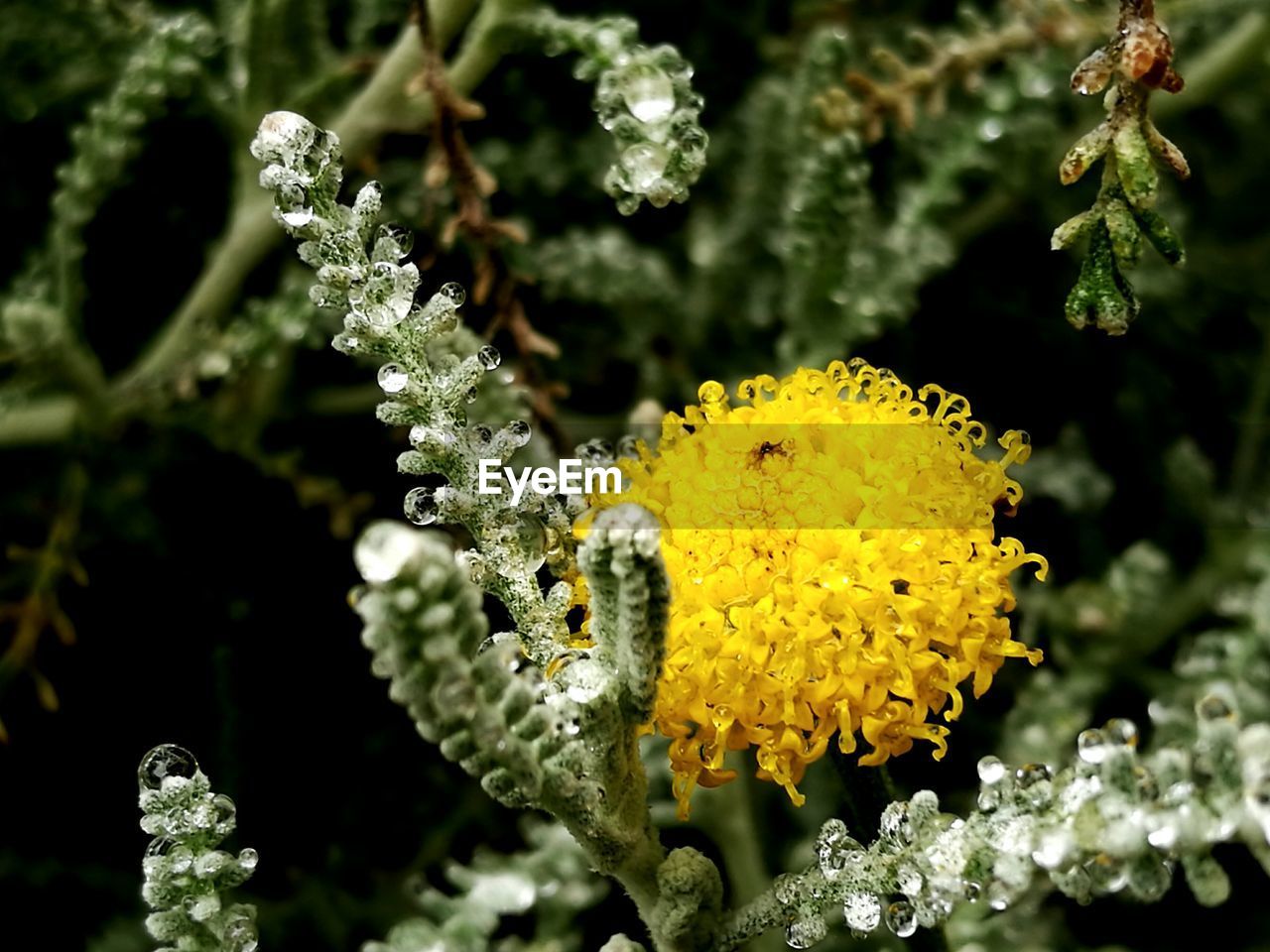 CLOSE-UP OF YELLOW FLOWERS