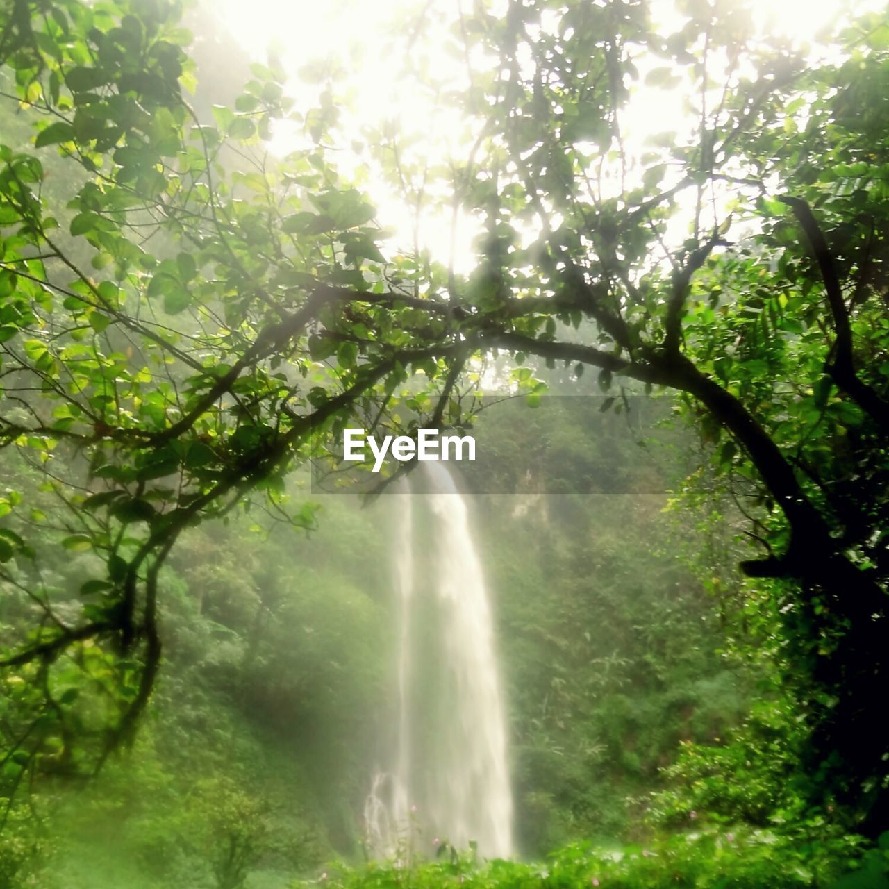 WATERFALL IN FOREST