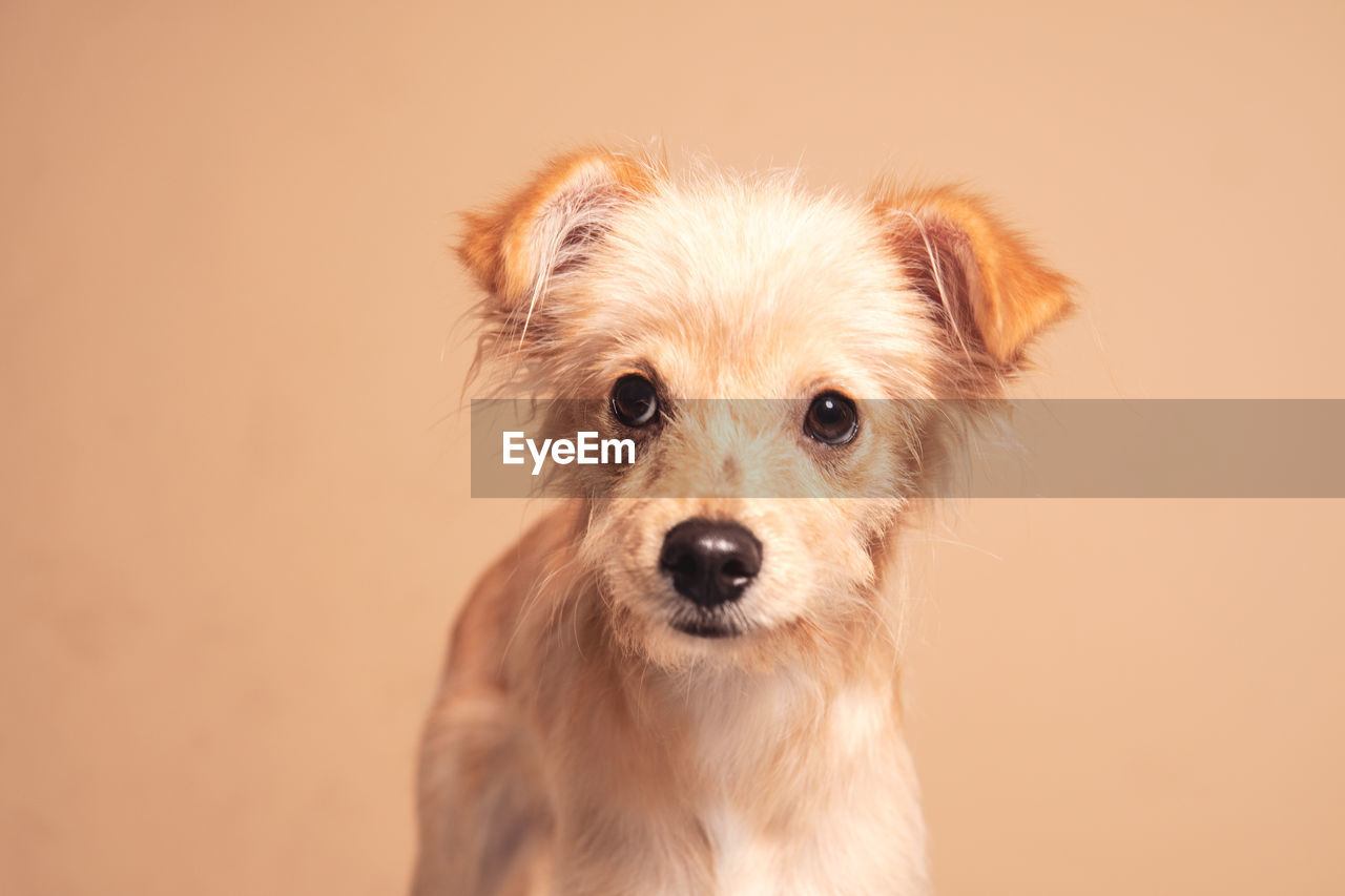one animal, pet, mammal, animal themes, dog, canine, animal, domestic animals, portrait, looking at camera, close-up, cute, puppy, terrier, norfolk terrier, carnivore, colored background, young animal, lap dog, no people, studio shot, animal body part, morkie, indoors, copy space, animal hair, brown