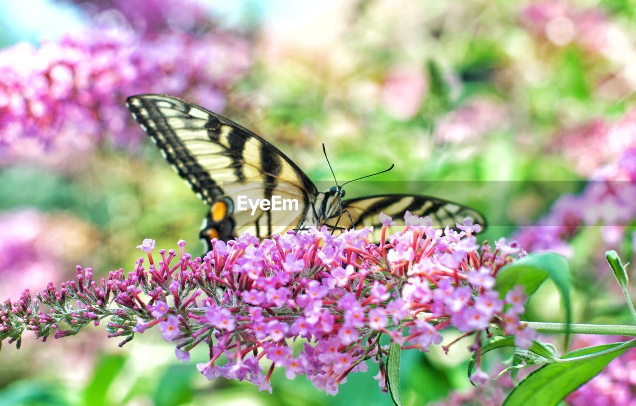 BUTTERFLY POLLINATING ON PINK FLOWER