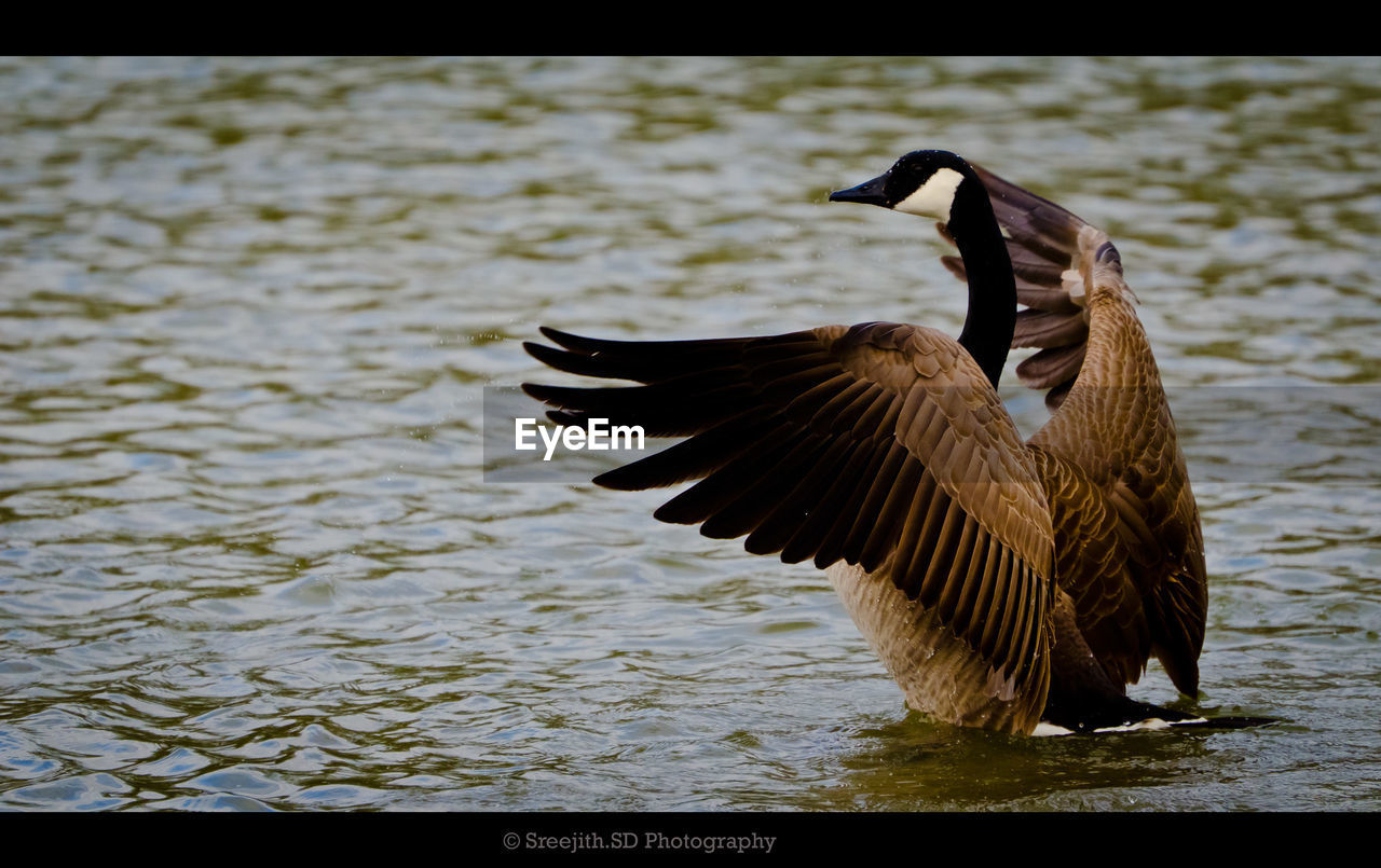 CLOSE-UP OF DUCK ON LAKE