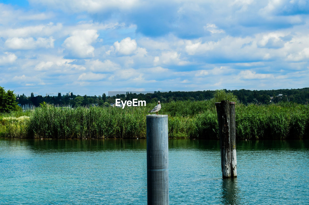 TREES BY LAKE AGAINST SKY