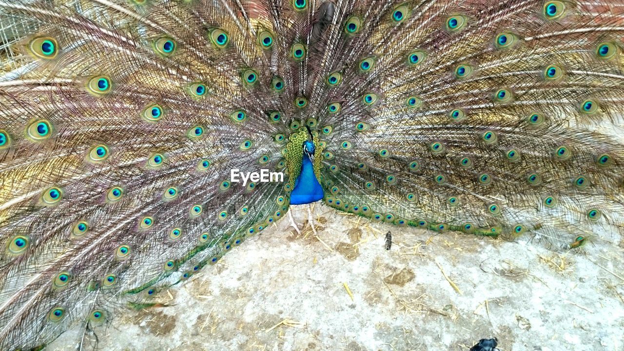 Close-up of peacock fanned out