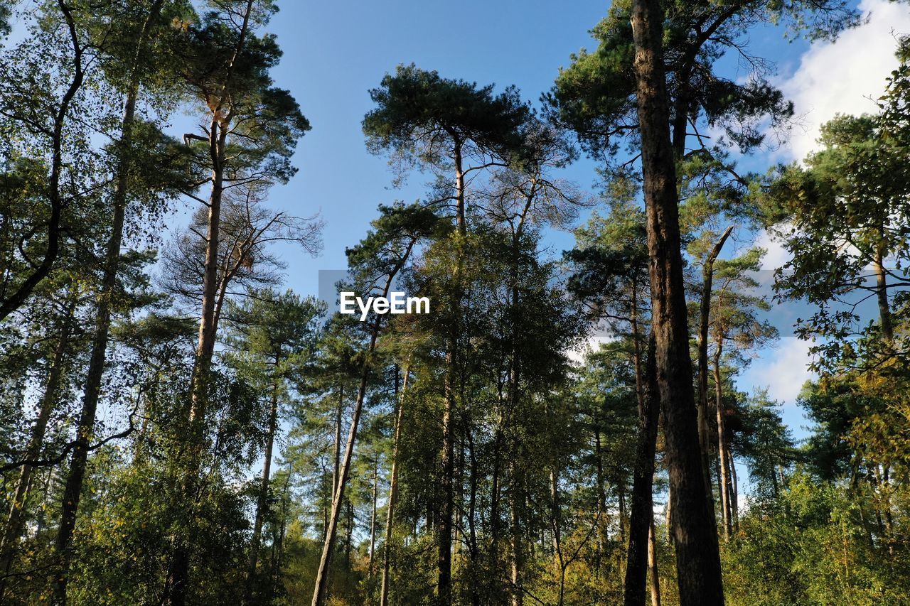 Low angle view of trees in forest against sky