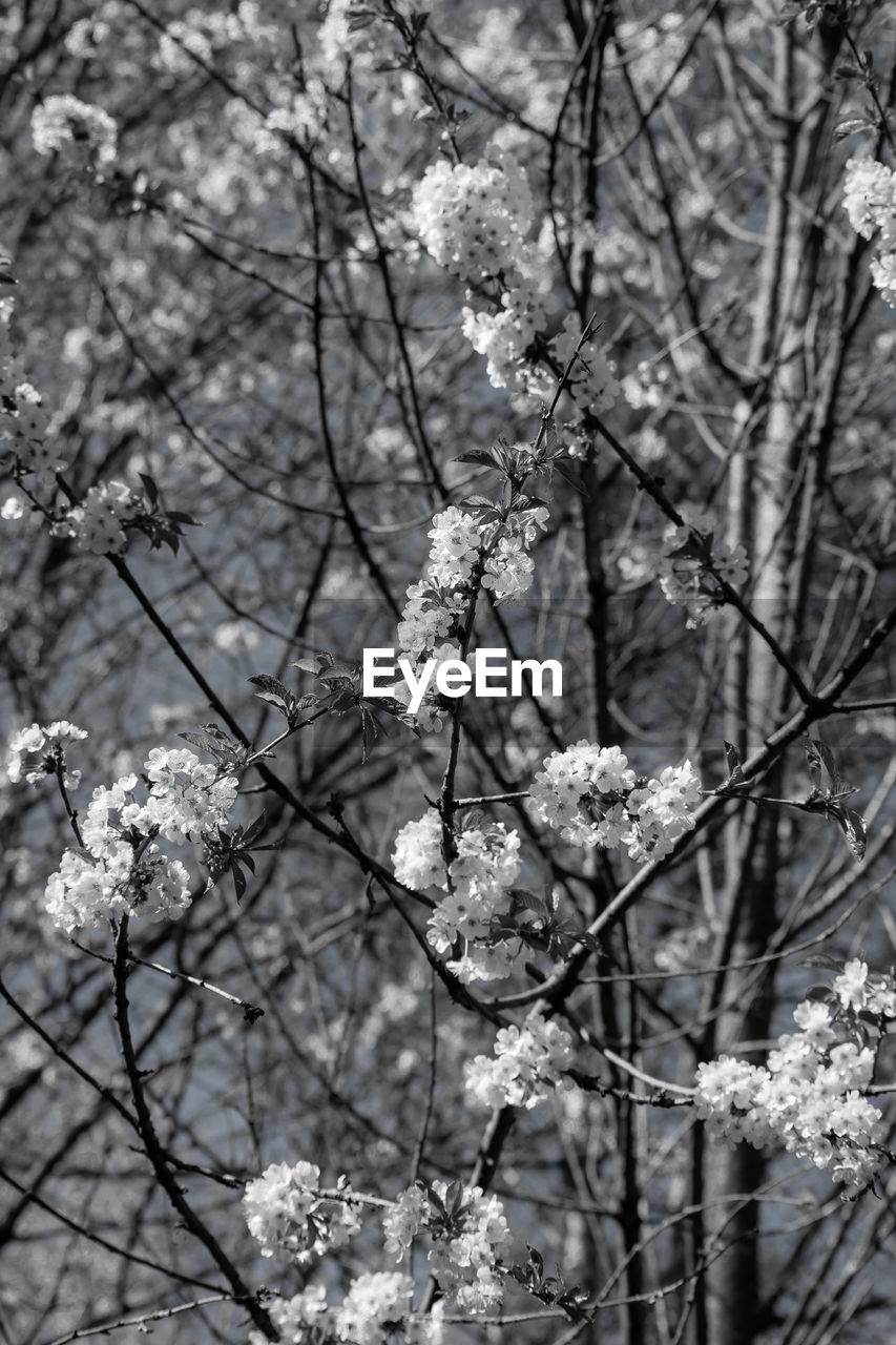 LOW ANGLE VIEW OF BLOSSOMS ON TWIG