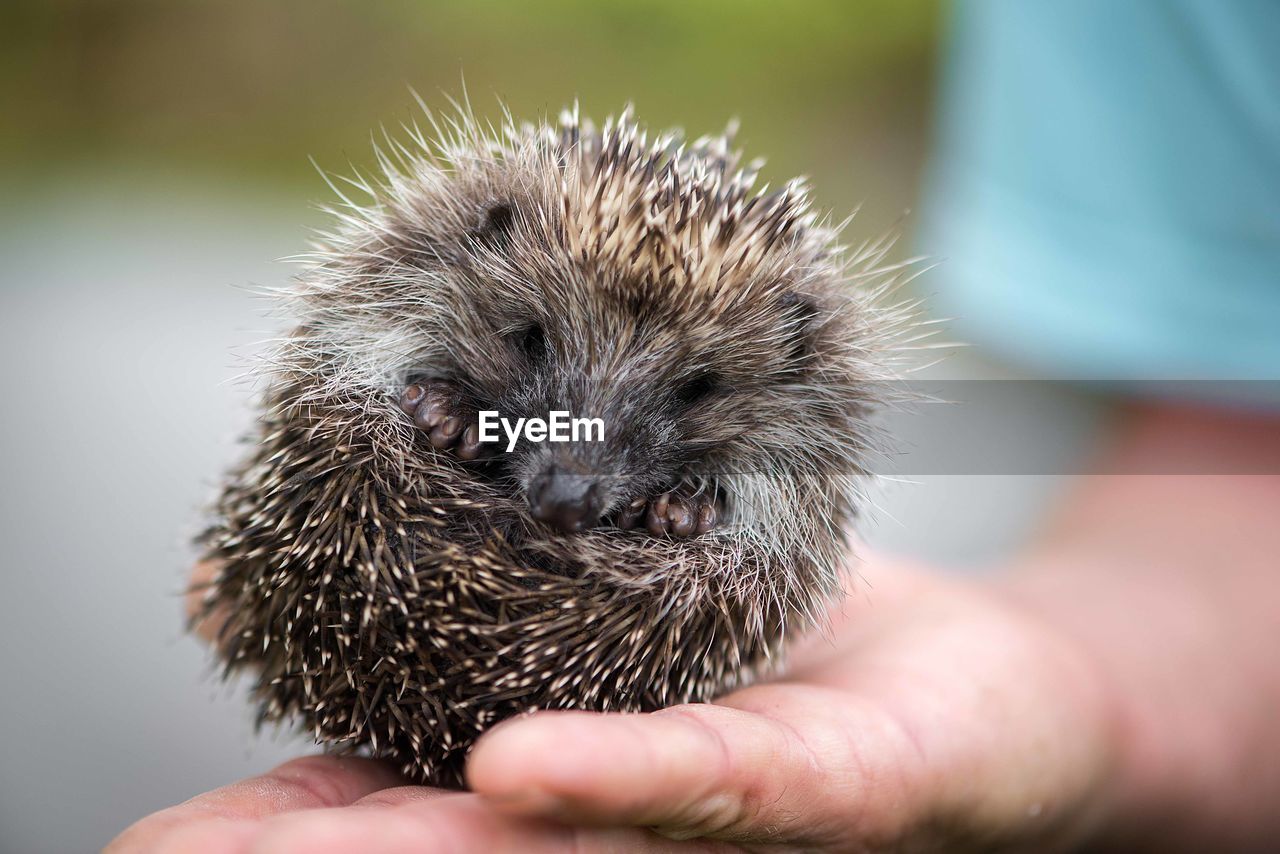 Hedgehog, wild, native, european hedgehog. 