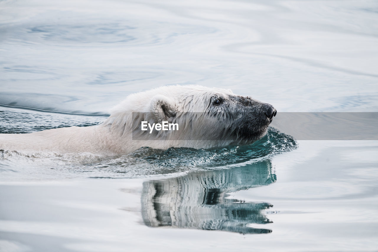 Polar bear swimming in sea