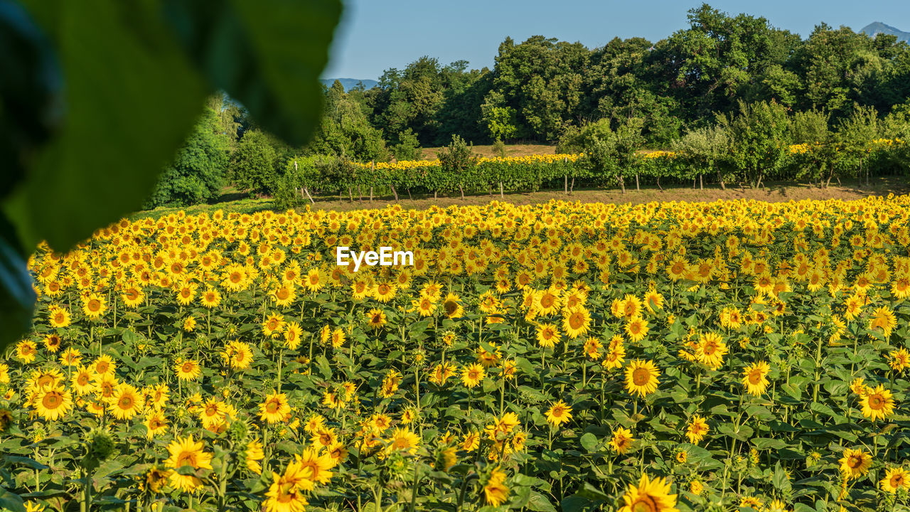 YELLOW FLOWERING PLANTS ON FIELD