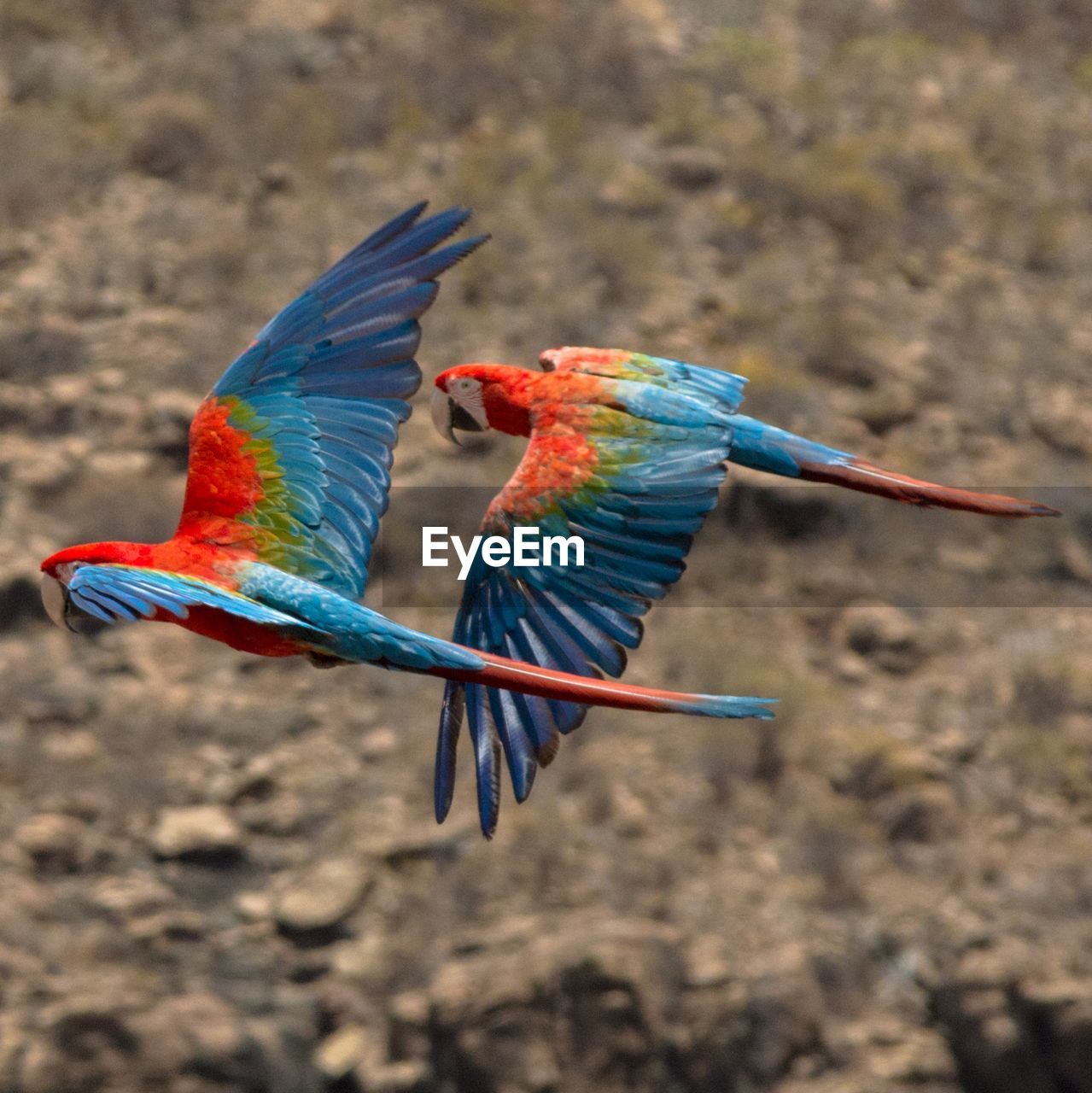 High angle close-up of macaws flying over field