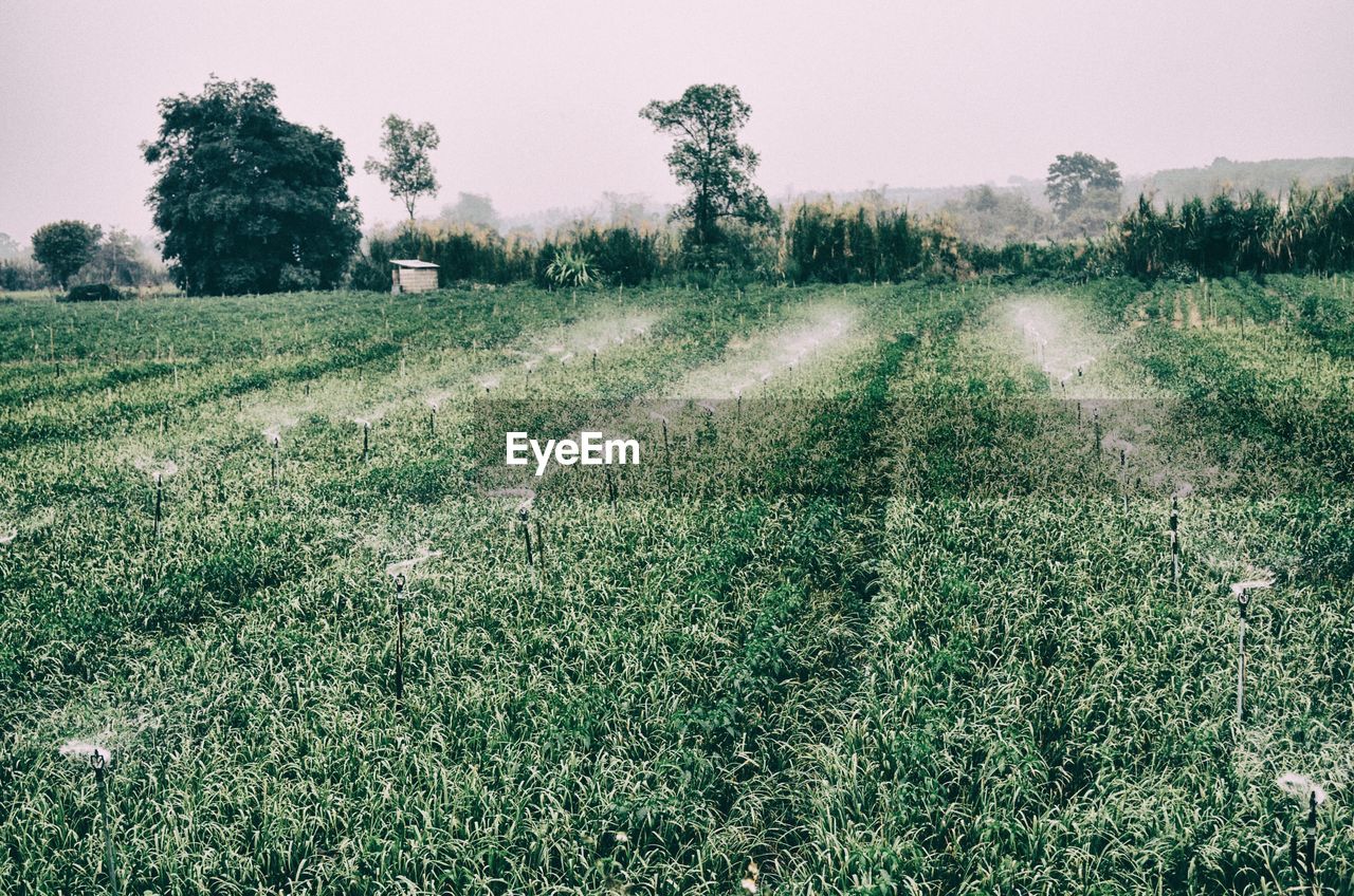 FIELD AGAINST CLEAR SKY