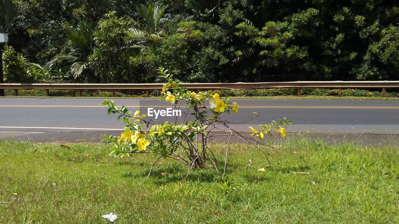 YELLOW FLOWERS ON GRASS