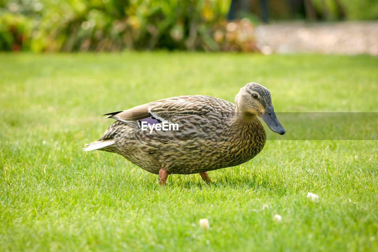 DUCK ON FIELD