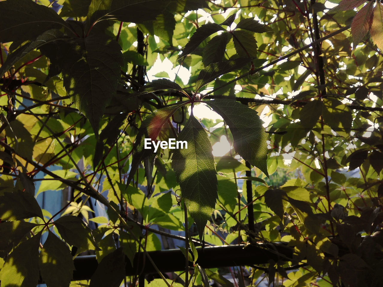 LOW ANGLE VIEW OF FRUIT TREE