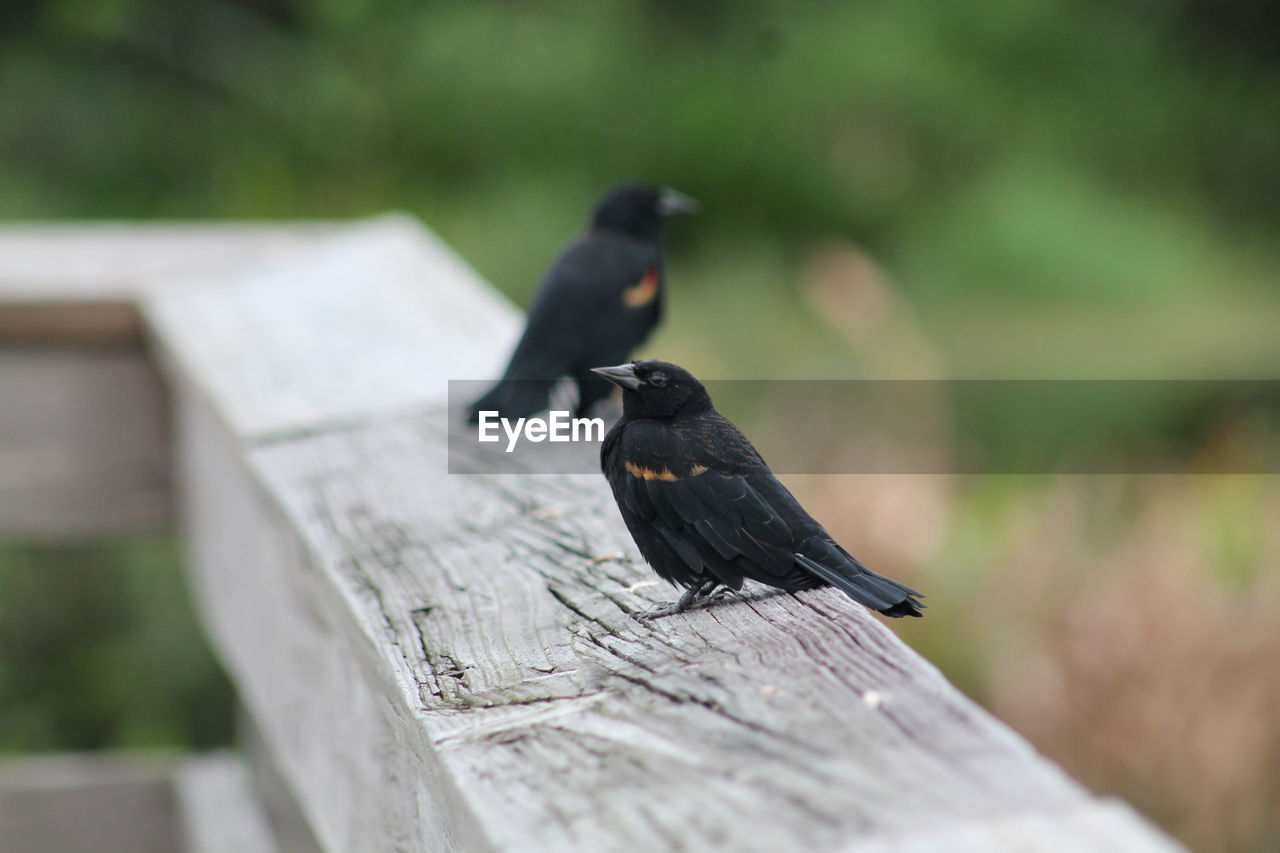 BIRD PERCHING ON A RAILING