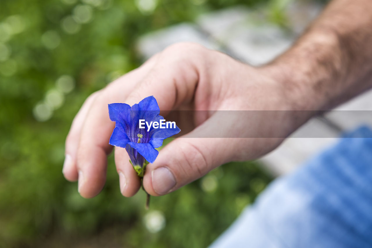 Closeup of man holding blue gentian into the camera