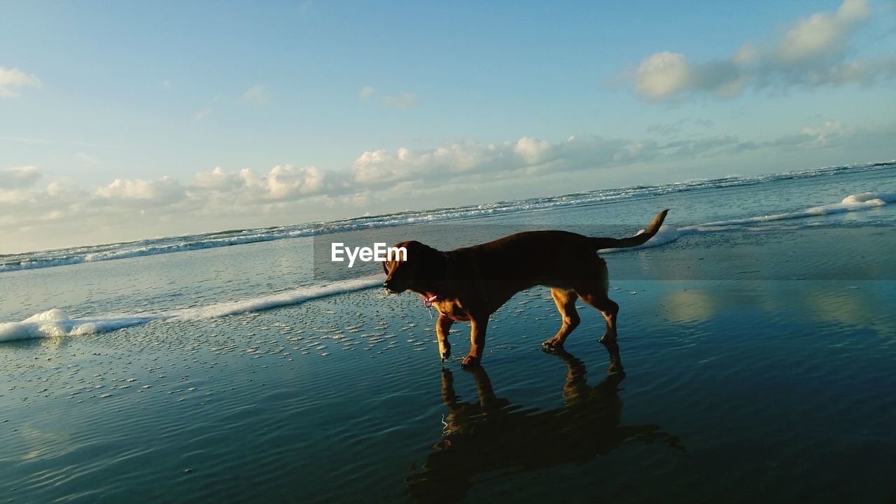 Dog wading in sea against sky