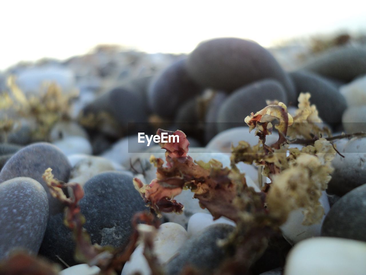 CLOSE-UP OF BERRIES ON PEBBLES
