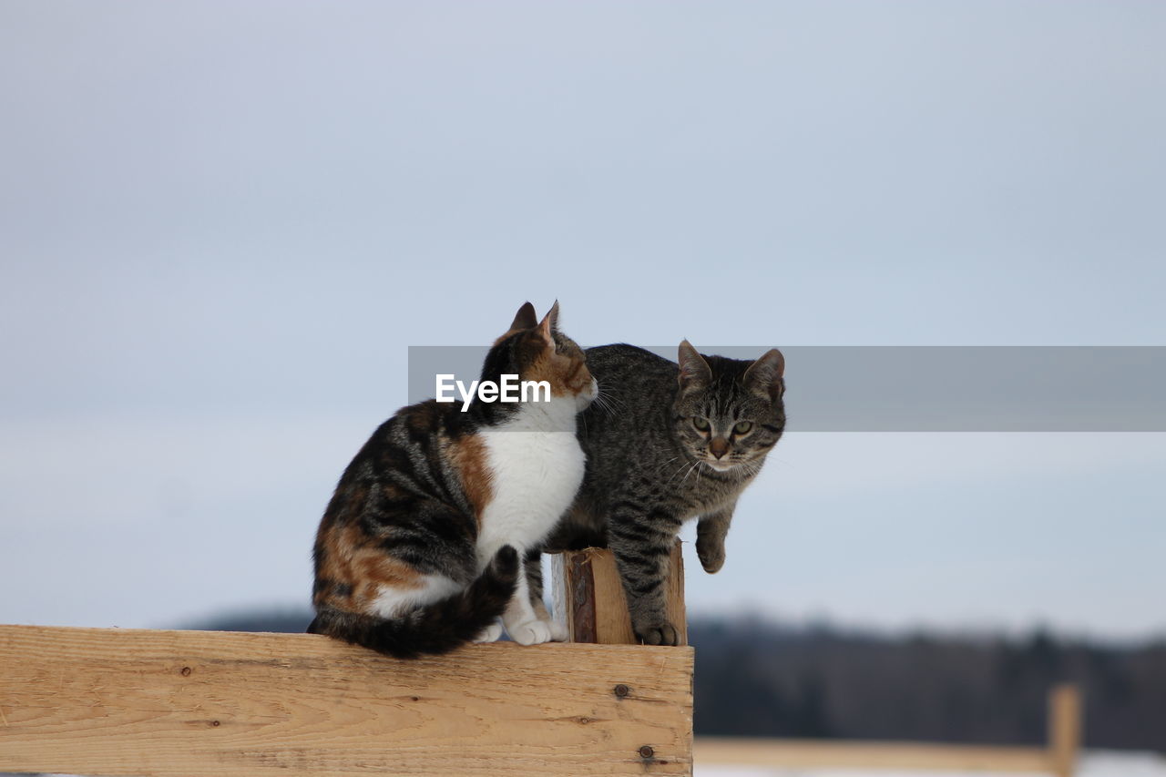 CAT ON TOP OF SKY