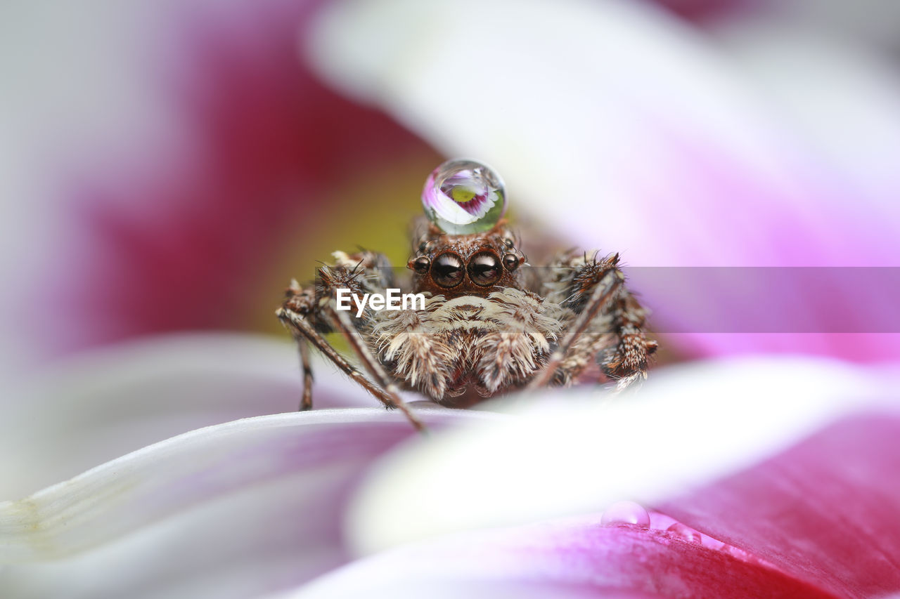 Close-up portrait of spider on flower