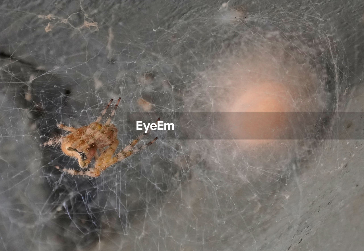 CLOSE-UP OF SPIDER WEB ON DRY LEAF