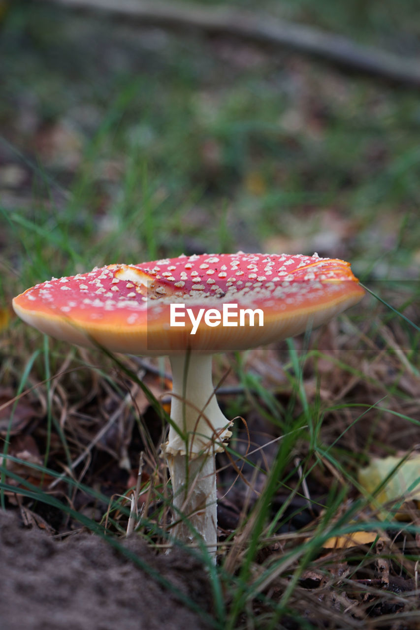 CLOSE-UP OF FLY ON MUSHROOM