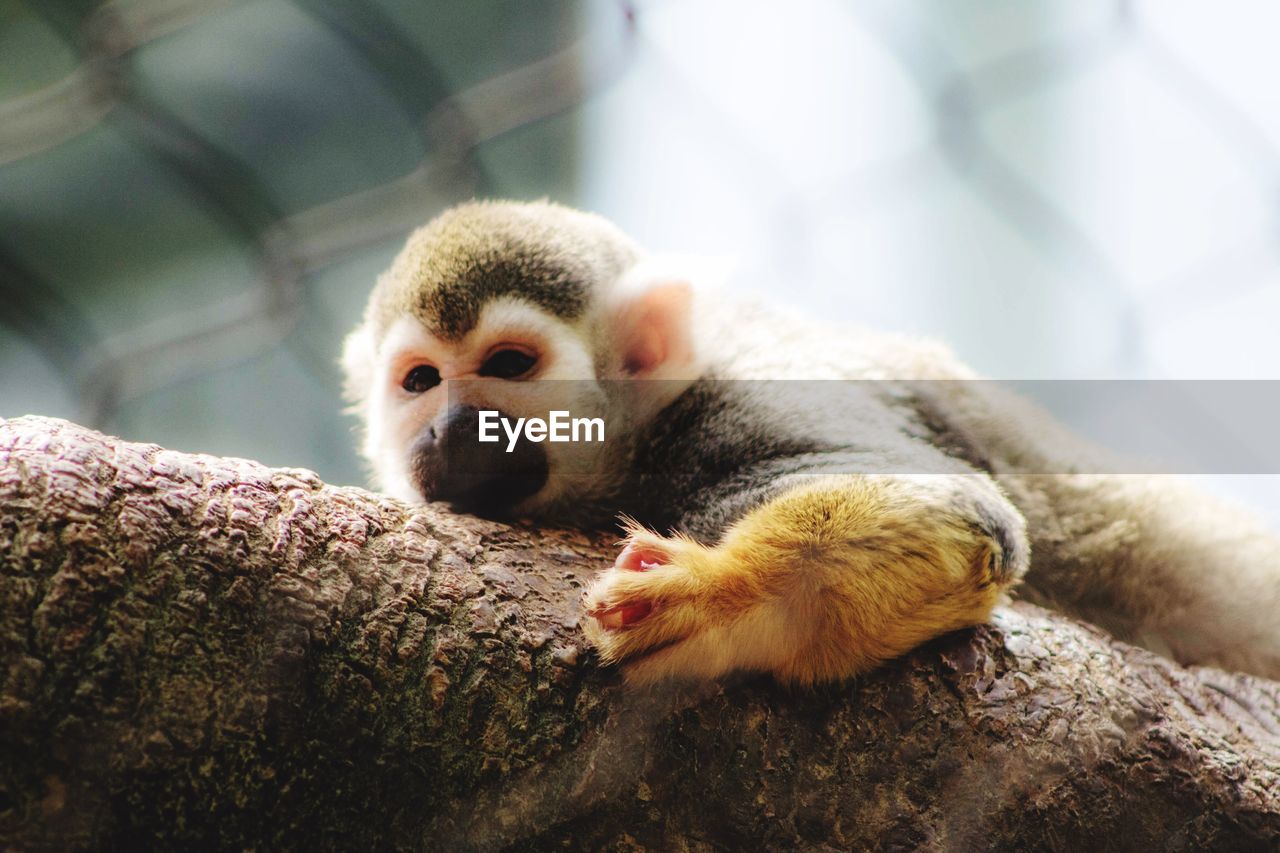 CLOSE-UP OF A MONKEY WITH ANIMAL