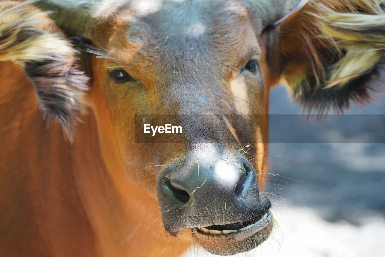 animal themes, animal, mammal, close-up, cattle, domestic animals, one animal, livestock, wildlife, portrait, animal body part, pet, animal wildlife, looking at camera, animal head, nature, no people, pasture, outdoors, brown, cow, day, focus on foreground, horn