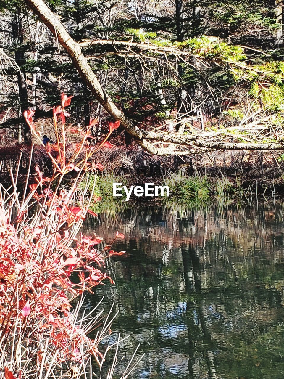 REFLECTION OF TREES ON LAKE