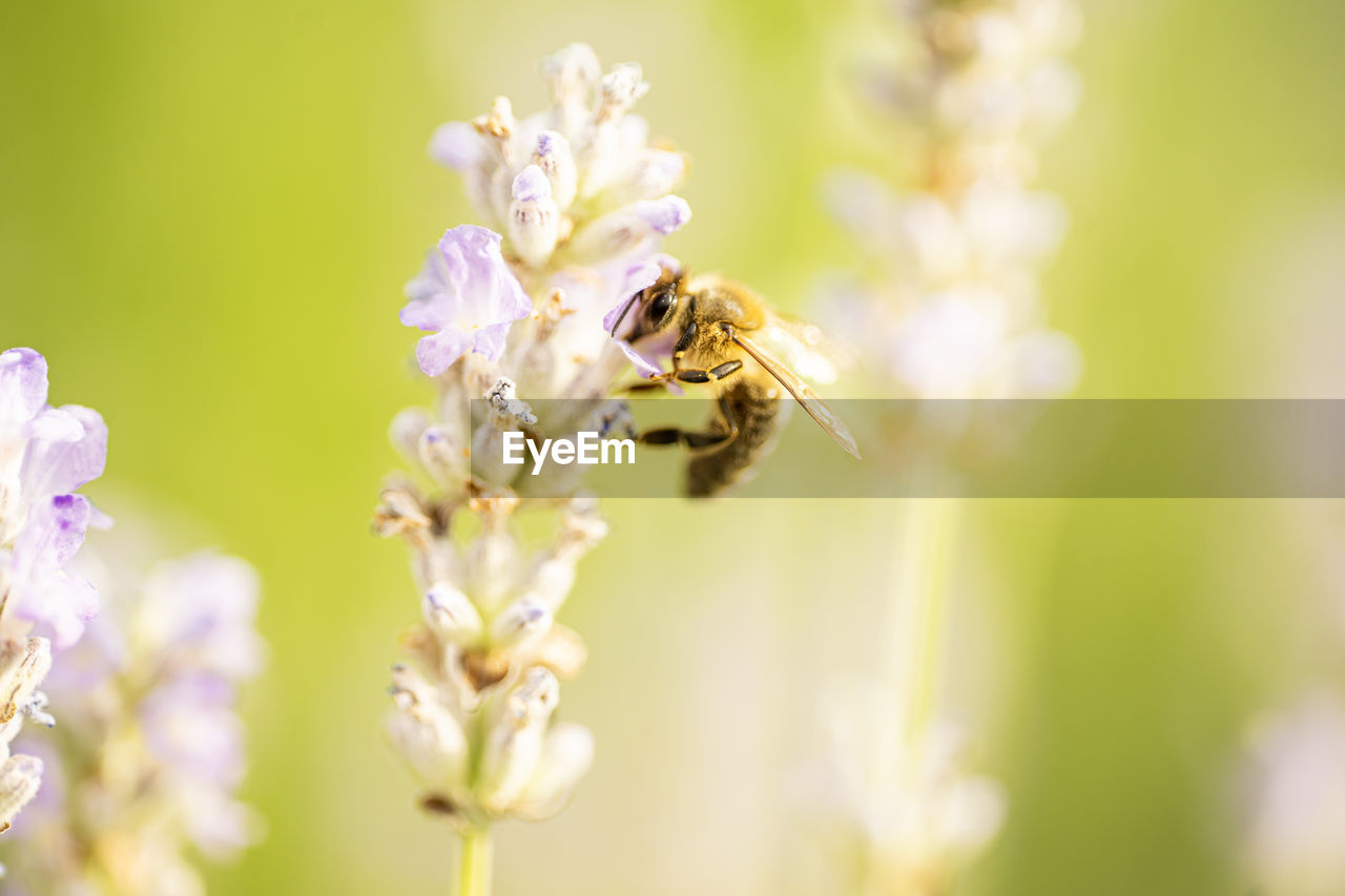 Close-up of bee pollinating on flower